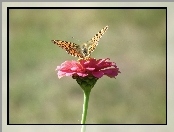 Cynia, Motyl, Perłowiec malinowiec