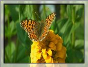 Cynia, Motyl, Perłowiec malinowiec
