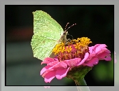 Cytrynek, Cynia, Motyl, Kwiat