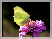 Cytrynek, Cynia, Motyl, Kwiat
