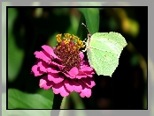 Cytrynek, Cynia, Motyl, Kwiat