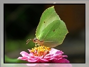 Cytrynek, Cynia, Motyl, Kwiat