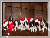 Czapeczki, Szczeniaki, Border collie