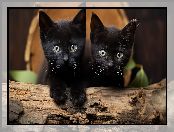 Dwa, Małe, Kotki, Czarne