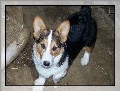 Welsh corgi pembroke, czarne, umaszczenie, podpalane