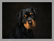 Czarne tło, Rottweiler, Szczeniak