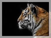 Czarne Tło, Tygrys, Profil