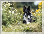 Czarno-biały, Kwiaty, Pies, Border collie