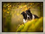 Czarno-biały, Liście, Pies, Border collie