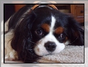 czarno-biały, Cavalier King Charles spaniel