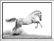 Czarno-Białe, Piach, Biały, Koń, Galop