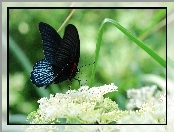 Motyl, Czarno, Niebieski