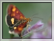 Czarno, Motyl, Żółto, Bordowy