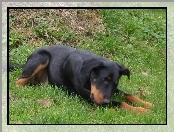 Czarny, Beauceron