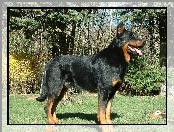 Beauceron, Czarny, podpalany