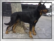 Czarny, Beauceron