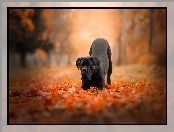 Jesień, Cane corso, Czarny, Pies, Park, Liście