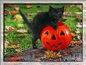 Czarny, Dynia, Halloween, Kotek