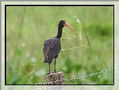 Czarny, Ibis