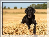 Czarny, Słoma, Szczeniak, Labrador retriever