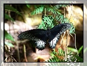 Czarny, Motyl