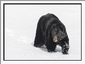 Niedźwiedź czarny, Śnieg