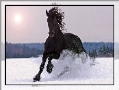 Śnieg, Czarny, Koń