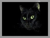 Oczy, Czarny, Kot