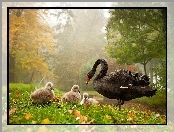 Łabędz, Park, Czarny, Pisklęta