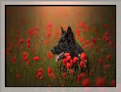 Czarny owczarek niemiecki, Maki, Pies, Kwiaty