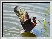 Woda, Czarny, Ibis