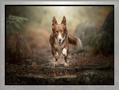 Czekoladowo-biały, Bieg, Pies, Border collie
