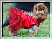 czerwona, kokardka, Yorkshire Terrier, sukienka