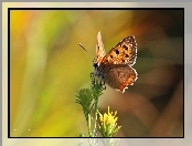 Czerwończyk, Lato, Motyl, Owad