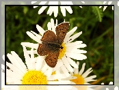 Motyl, Czerwończyk uroczek