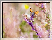 Czerwończyk żarek, Wrzos, Motyl, Kwiaty