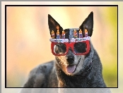 Czerwone, Urodziny, Pies, Okulary