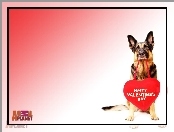 Pies, Czerwone, Walentynki, Serce