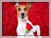 Płatki, Czerwone, Jack Russell terrier, Pies, Róża