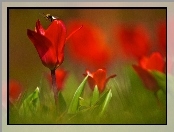 Pszczoła, Czerwone, Tulipany