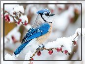 Owoce, Śnieg, Ptak, Czerwone, Gałązka, Modrosójka, Ośnieżona