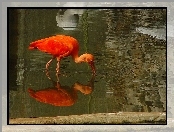 Czerwony, Odbicie, Ibis, Woda