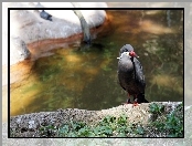 Rzeka, Dziób, Inca Tern, Ptak, Czerwony