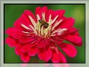 Pszczoła, Czerwony, Kwiat
