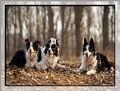 Cztery, Drzewa, Psy, Border collie