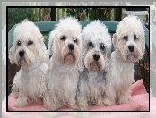 cztery, Dandie Dinmont Terriery