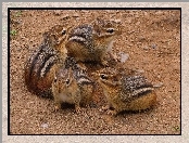 Rodzinka, Cztery, Chipmunki