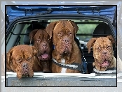 Cztery, Dog de Bordeaux, Samochód, Psy