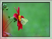 Dalia, Cytrynek, Czerwona, Motyl