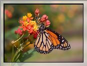 Danaid wędrowny, Zbliżenie, Motyl, Kwiat
